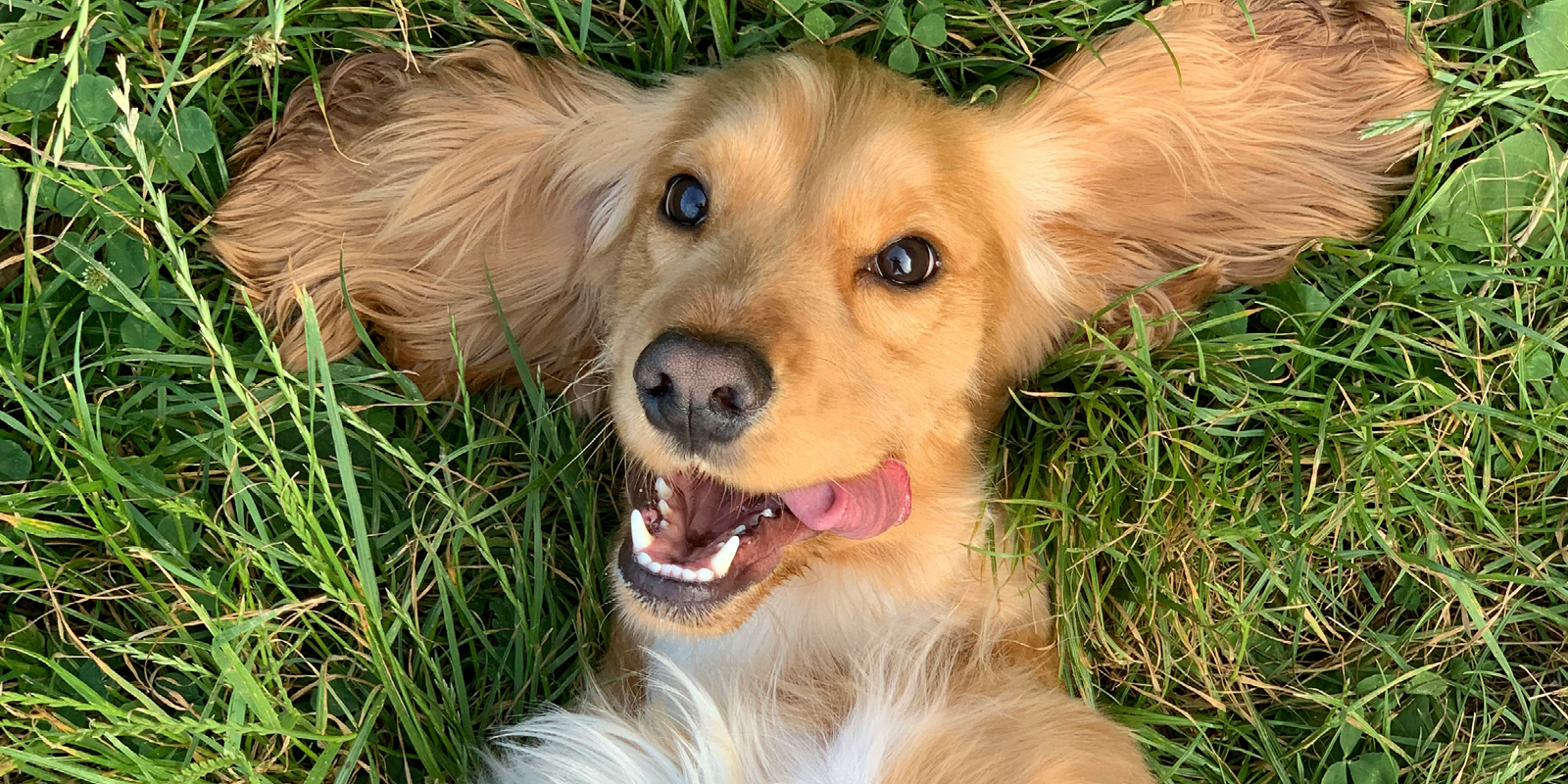 paws in the park, dogs, dog show, family, pets, family, ardingley, south of england showground, whats on, entertainment, may 2025, thinsg to do, whats on this month, 