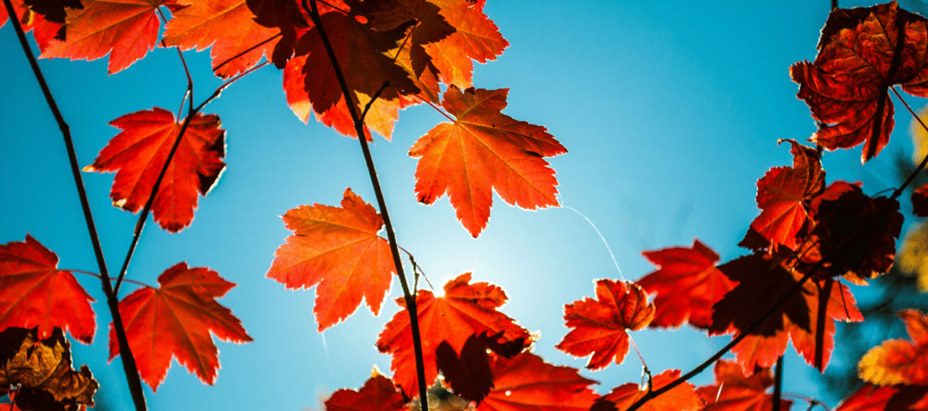 autumn leaves, home decor, how to use fallen autumn leaves in the home, house and garden, home and garden, property, home and property, home and living, property and lifestyle, homeowner, property owner, property maintenance tips, cleaning your roof, move to surrey, move to residential, move to london, move to west sussex, move to berkshire, residential advice, property advice, guildford, woking, elmbridge, twickenham, richmond, ealing, acton, guide to surrey, move to surrey, move to publications, move to residential publications, surrey, south west london, south downs, berkshire, ascot, sunninghill, DIY, home hacks, home improvements, renovate, home renovation, visit surrey,