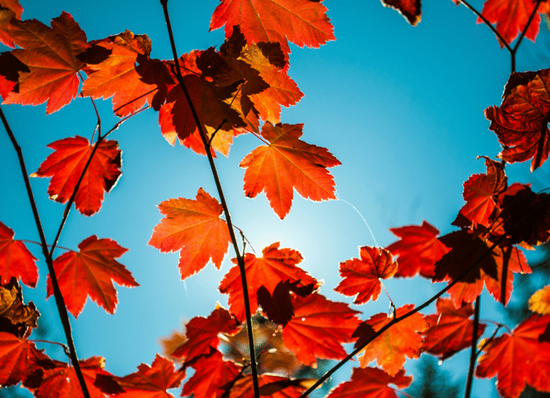 autumn leaves, home decor, how to use fallen autumn leaves in the home, house and garden, home and garden, property, home and property, home and living, property and lifestyle, homeowner, property owner, property maintenance tips, cleaning your roof, move to surrey, move to residential, move to london, move to west sussex, move to berkshire, residential advice, property advice, guildford, woking, elmbridge, twickenham, richmond, ealing, acton, guide to surrey, move to surrey, move to publications, move to residential publications, surrey, south west london, south downs, berkshire, ascot, sunninghill, DIY, home hacks, home improvements, renovate, home renovation, visit surrey,