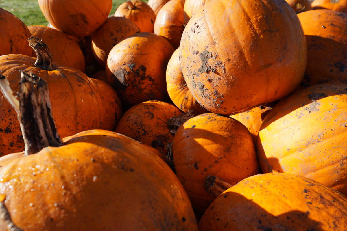 pumpkin picking, merrist wood, activate learning, worplesdon, guildford, surrey, october 2025, half temr, october half term, family events, best family days out, halloween, whats on this halloween in surrey, visit surrey, guide to surrey, guide to whats on, guide to whats on in surrey,