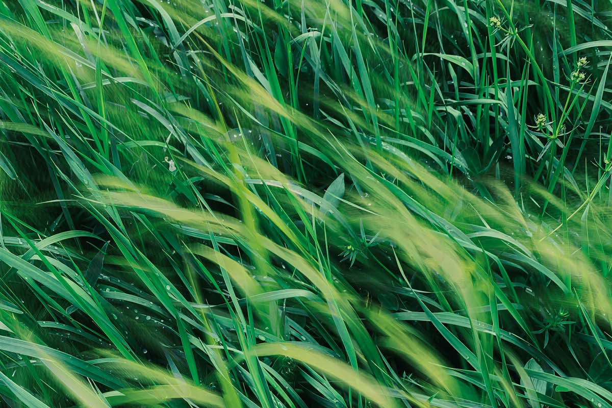 keep it green, eco-friendly events, sustainability, surrey, guild woking, rewilding, knepp, surrey wildlife trust, wildlife, nature, upcycling, beekeeping, foraging, move to surrey, guide to surrey, visit surrey,