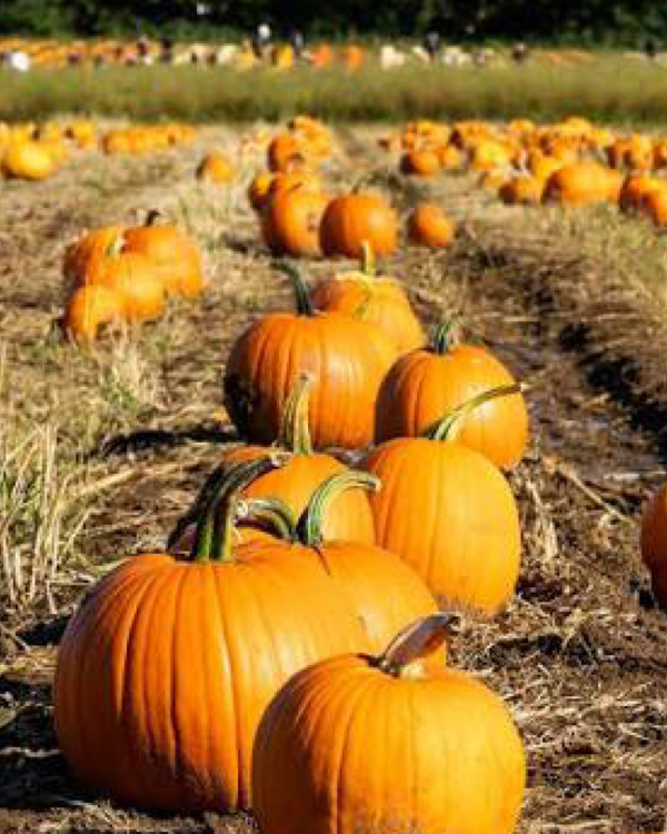 PUMPKIN picking, surrey, pumpking picking surrey, halloween surrey,  