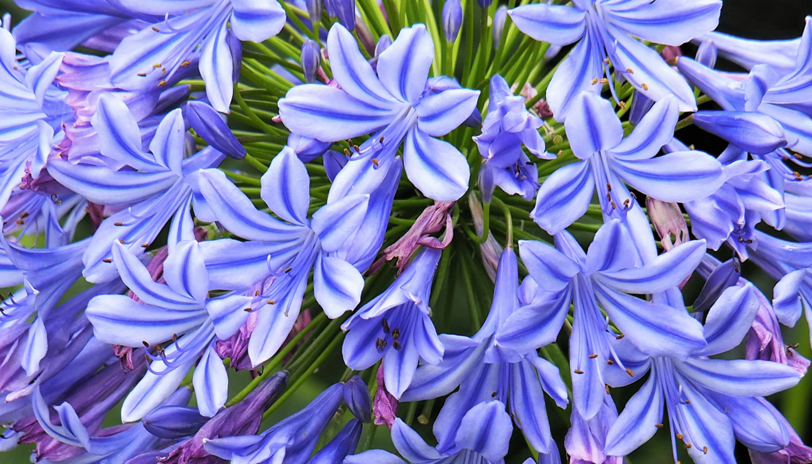 pot plants, garden, house and garden, home and garden, spring, summer, gardening, colour, best pot plants for your garden, surrey, london, South Downs, move to surrey, move to london, move to residential