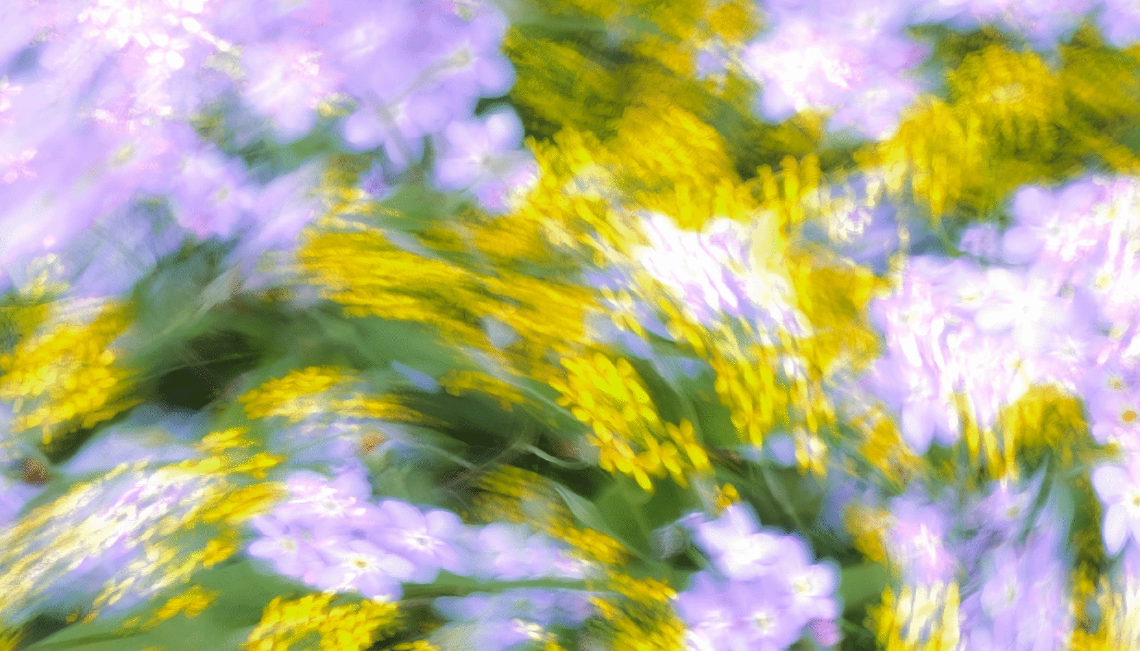 hayfever, spring, plants, clean home, home allergies, allergies, moive to, move to residential, residential advice, surrey, sussex, london, guide to, cleaning, cleaning your house,