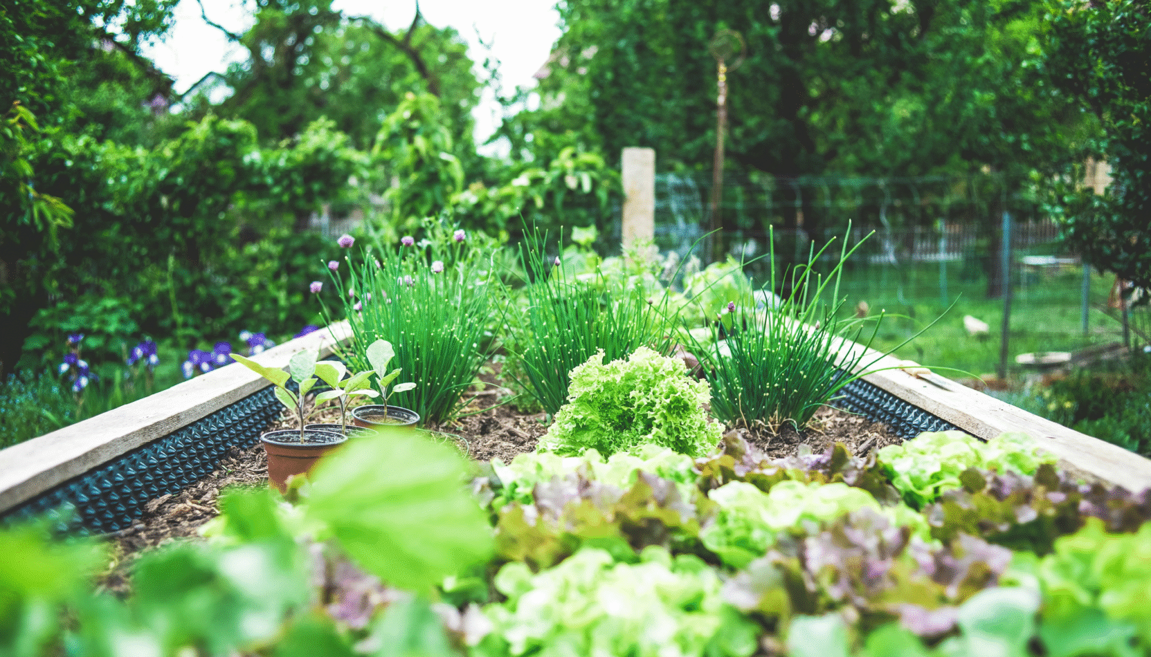 small garden, planter, vegetables, townhouse, suburbs, london, surrey, surrey, sussex, small garden, home advice, house and garden, home and garden, home and property, property owner, homeowner, land, gardens, growing, move to surrey, move to london, move to sussex