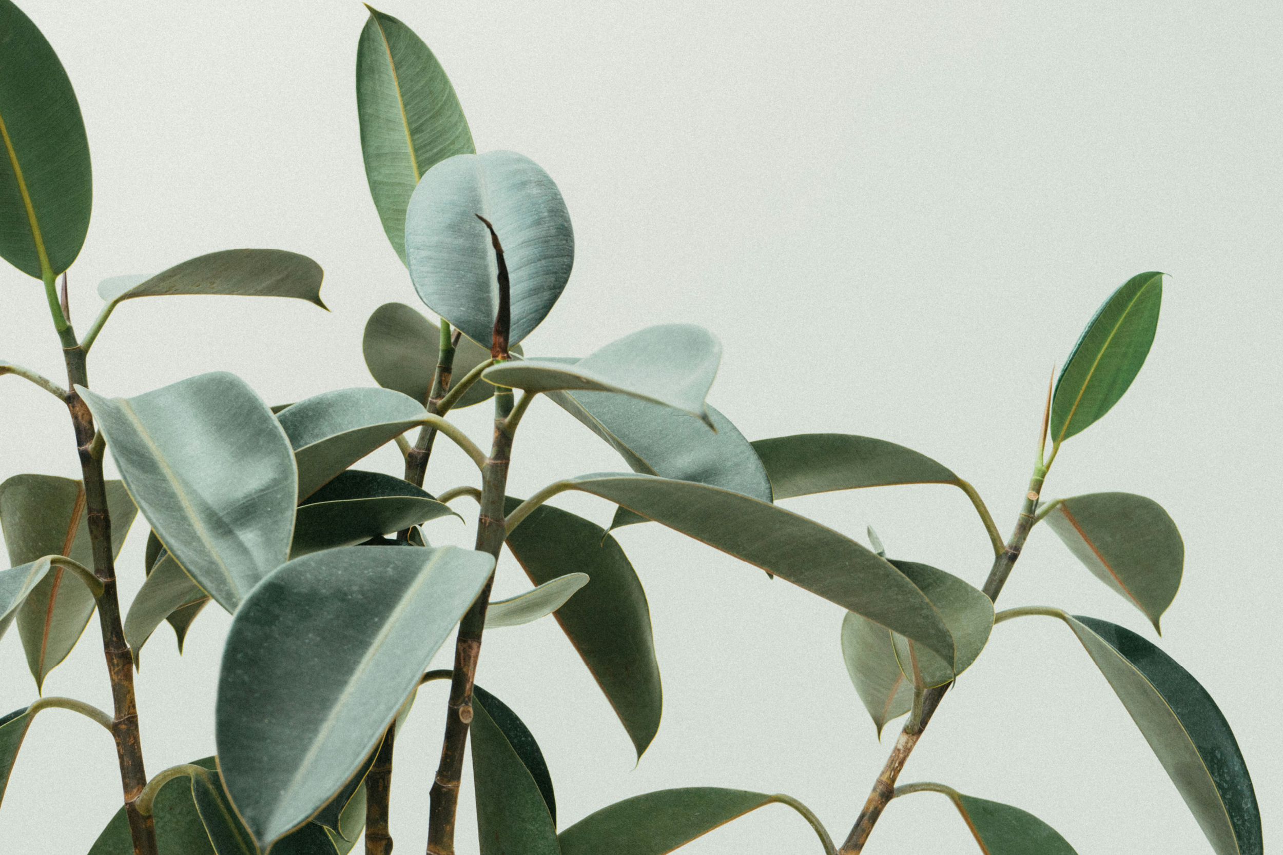 house plants, rubber plant, house and garden, home and garden, homeowner, best indoor plants, wellbeing,
