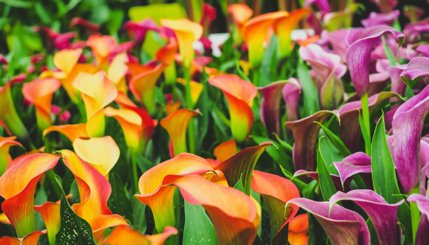 chelsea flowers show, garden, gardening, gardeners advice, gardeners world, south west london, move to south west london, whats on, homeowner, property, house and garden, movet o surrey, moveto london, guideto surrey, guide to london