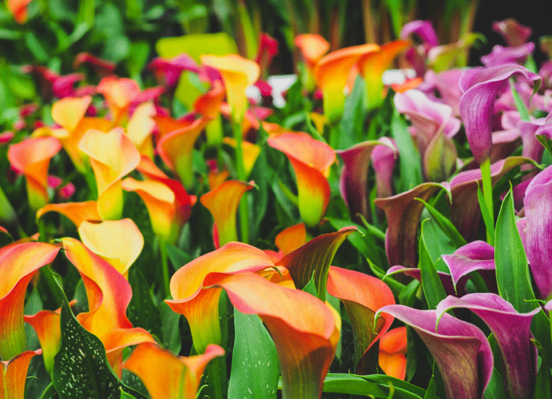 chelsea flowers show, garden, gardening, gardeners advice, gardeners world, south west london, move to south west london, whats on, homeowner, property, house and garden, movet o surrey, moveto london, guideto surrey, guide to london