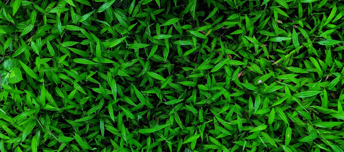 keep it green, eco friendly, events, sustainability, eco-conscious, whats on, events, zero carbon, clean up, mother earth, sustainable living, surrey, Sussex, london, june 2025, whats on, people, plant, pint, guide to surrey, guide to whats on,