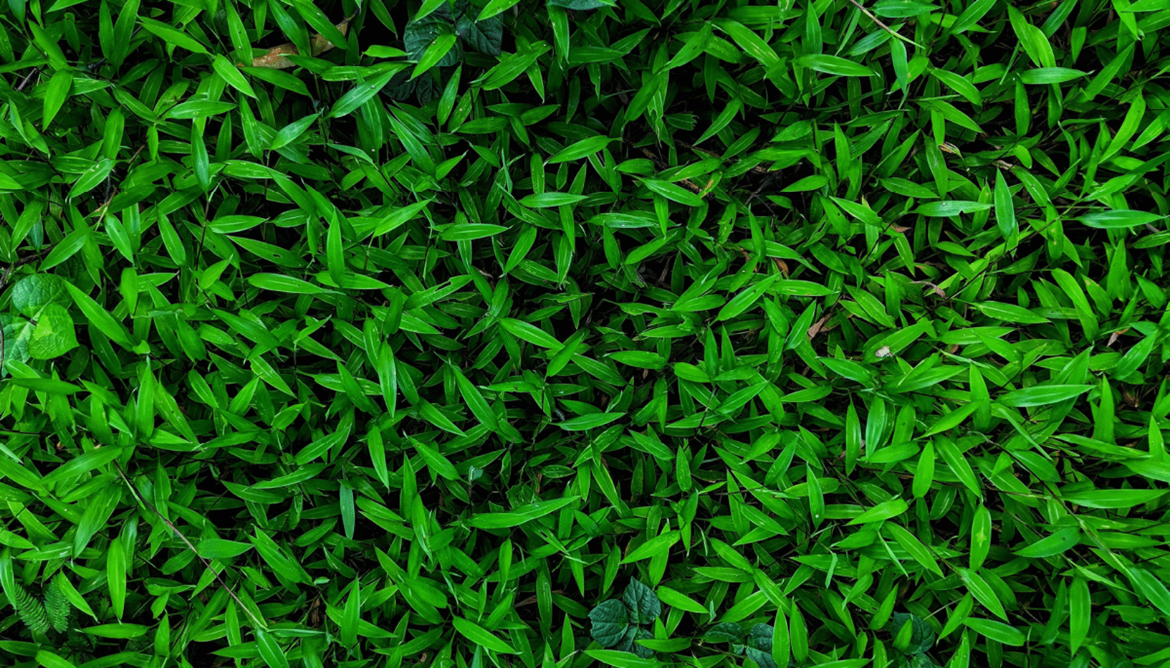 keep it green, eco friendly, events, sustainability, eco-conscious, whats on, events, zero carbon, clean up, mother earth, sustainable living, surrey, Sussex, london, june 2025, whats on, people, plant, pint, guide to surrey, guide to whats on,