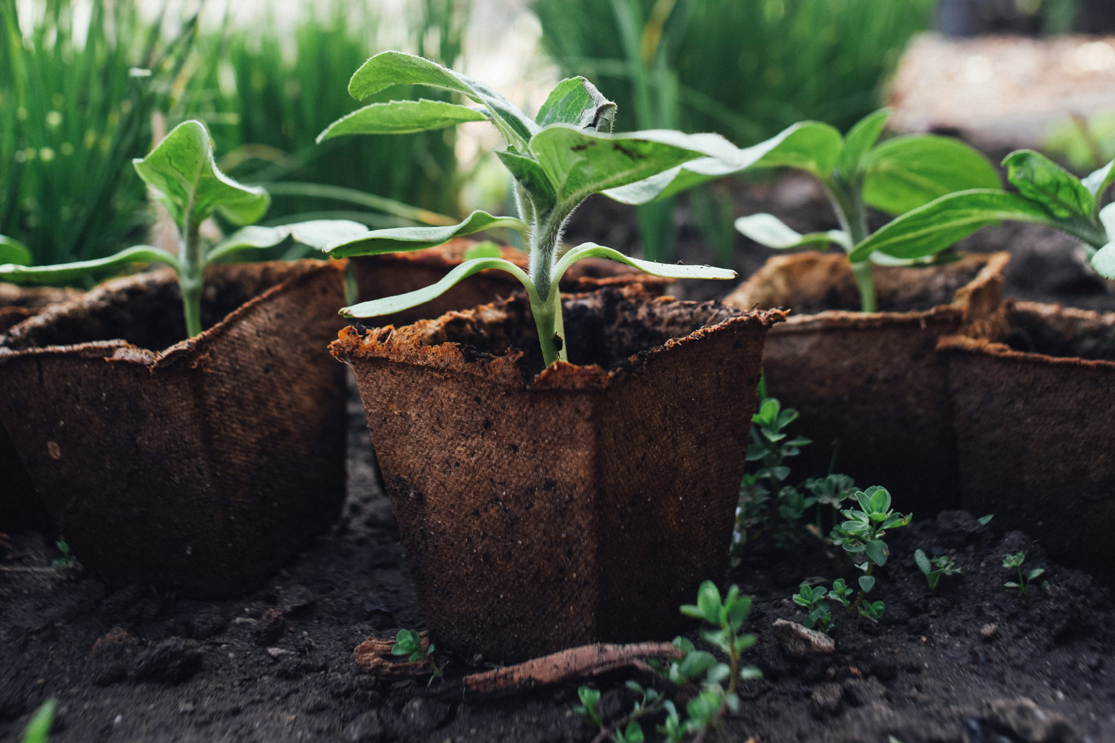gardening, future of gardening, technology, smart gardens, house and garden, home and garden, home owner, property owner, land owner, home hacks, home improvements, resident advice, residential, move to residential, move to surrey, move house, moving house, gardening advice