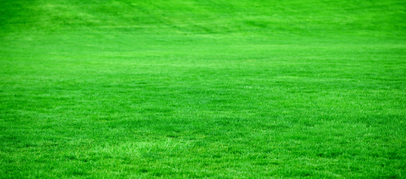 green grass, how to make your grass greener, gardening, house and garden, home and garden, property advice, home advive, resident advice, move to residential, residential, resdiential advice, move to surrey, move to residential, move to london, move to the country, move to the south downs, homeowners advice,