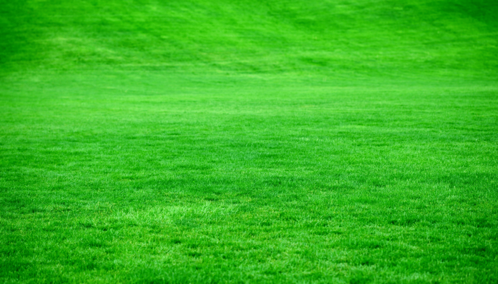 green grass, how to make your grass greener, gardening, house and garden, home and garden, property advice, home advive, resident advice, move to residential, residential, resdiential advice, move to surrey, move to residential, move to london, move to the country, move to the south downs, homeowners advice,
