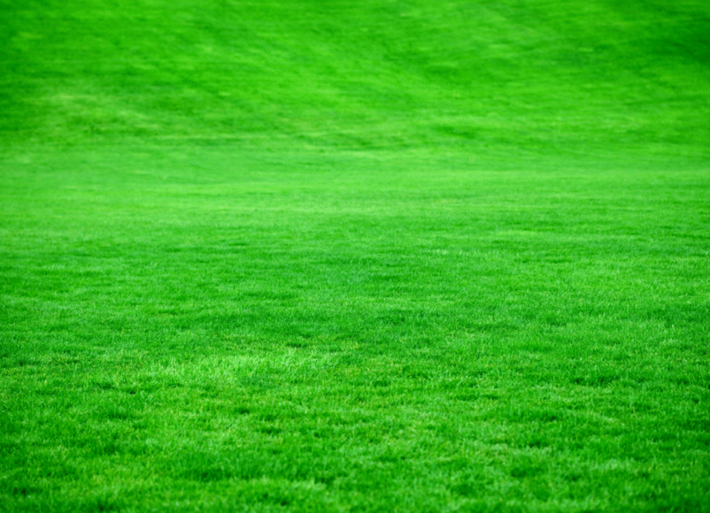 green grass, how to make your grass greener, gardening, house and garden, home and garden, property advice, home advive, resident advice, move to residential, residential, resdiential advice, move to surrey, move to residential, move to london, move to the country, move to the south downs, homeowners advice,