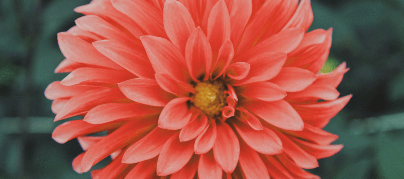 Dahlia, best pollinating plants, summer garden, house and garden, move to surrey, move to residential, things to do in the garden, surrey, southwest london, pollinating plants, nature,