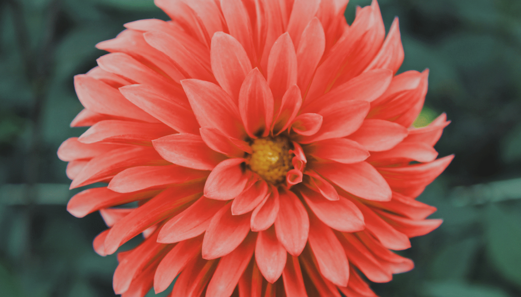 Dahlia, best pollinating plants, summer garden, house and garden, move to surrey, move to residential, things to do in the garden, surrey, southwest london, pollinating plants, nature,