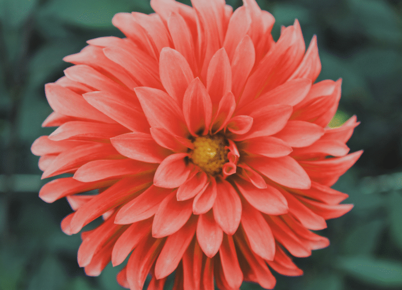 Dahlia, best pollinating plants, summer garden, house and garden, move to surrey, move to residential, things to do in the garden, surrey, southwest london, pollinating plants, nature,
