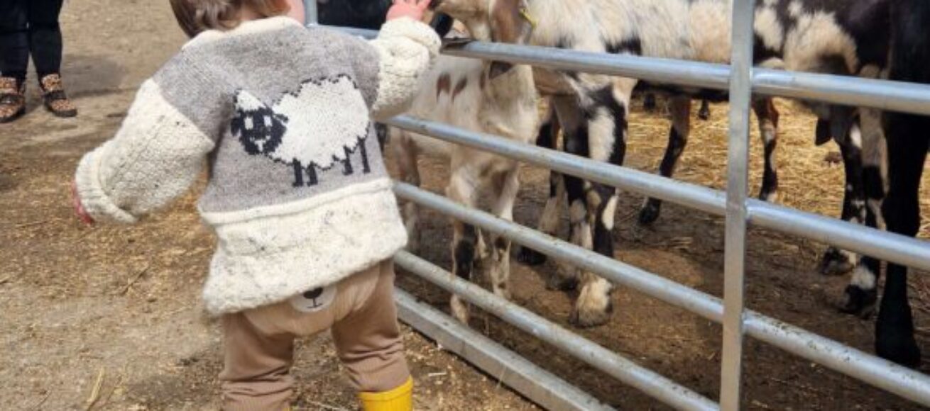 surrey hills country fair, surrey hills, activate learning, merrist wood, guildford surrey, whats on, guide to whats on, Farming, agriculture, family, food and drink, activities, arts and crafts,