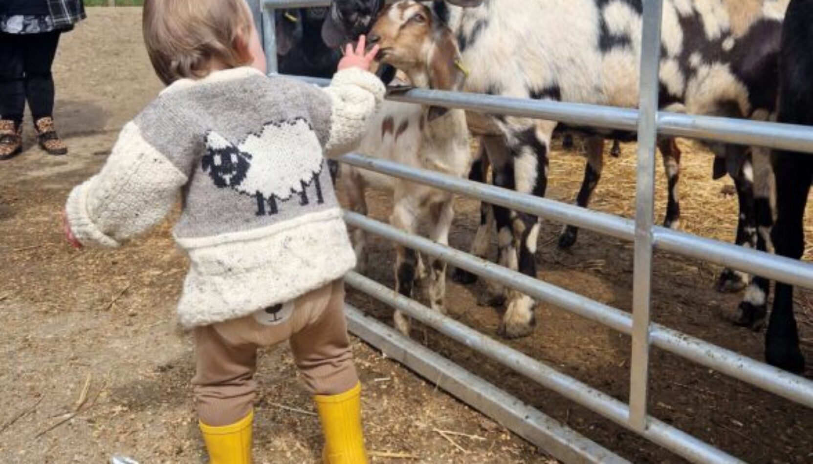 surrey hills country fair, surrey hills, activate learning, merrist wood, guildford surrey, whats on, guide to whats on, Farming, agriculture, family, food and drink, activities, arts and crafts,