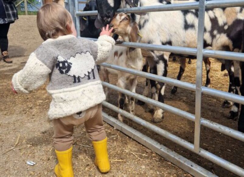 surrey hills country fair, surrey hills, activate learning, merrist wood, guildford surrey, whats on, guide to whats on, Farming, agriculture, family, food and drink, activities, arts and crafts,