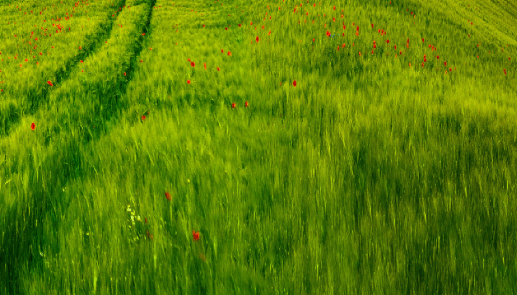 keep it green, eco-friendly, sustainable, earth, events, whats on, green events, rewilding, package free, vegan, guide to eco friendly events in surrey, surrey, guide to whats on, guide to august