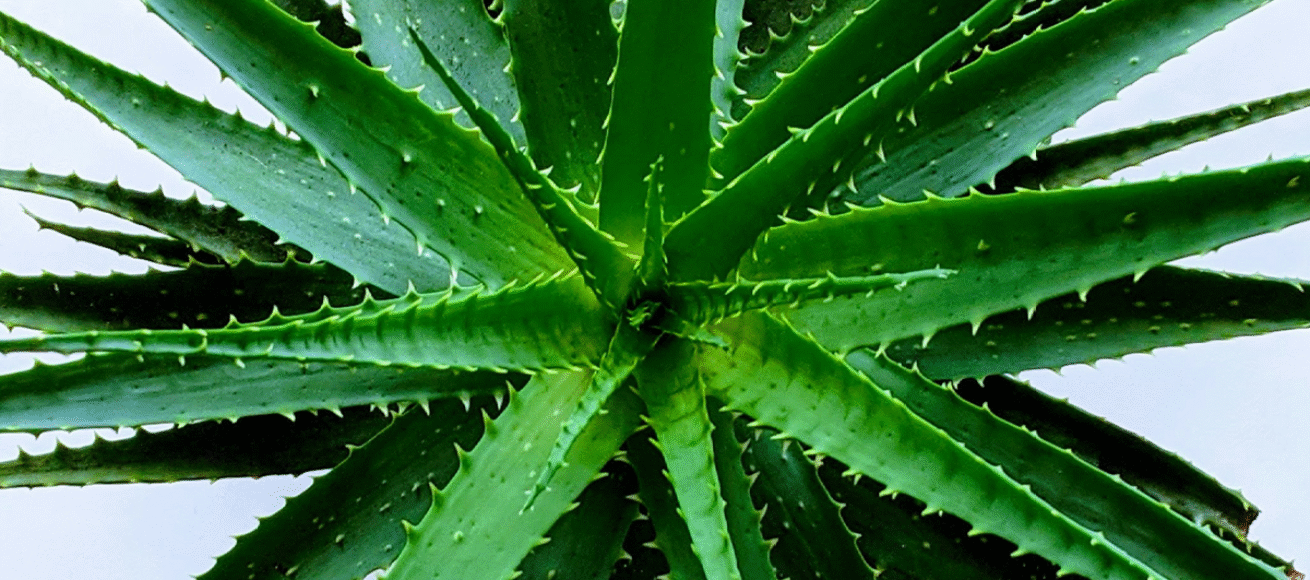 aloe vera, house plant, best plants for the bedroom, best plants for sleeping, improve sleep, lifestyle, property, house and garden, home and garden, wellbeing, guide to better nights sleep, hopuse plants, plants, healthy plants, move to residential, residential advice, lifestyle advice,