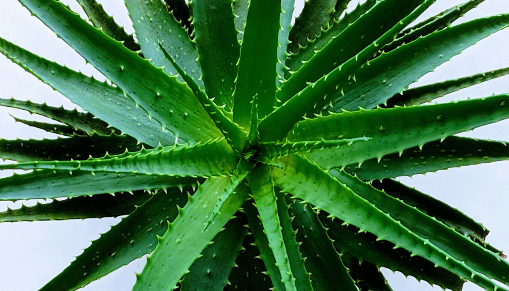 aloe vera, house plant, best plants for the bedroom, best plants for sleeping, improve sleep, lifestyle, property, house and garden, home and garden, wellbeing, guide to better nights sleep, hopuse plants, plants, healthy plants, move to residential, residential advice, lifestyle advice,