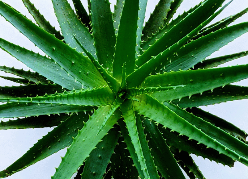 aloe vera, house plant, best plants for the bedroom, best plants for sleeping, improve sleep, lifestyle, property, house and garden, home and garden, wellbeing, guide to better nights sleep, hopuse plants, plants, healthy plants, move to residential, residential advice, lifestyle advice,