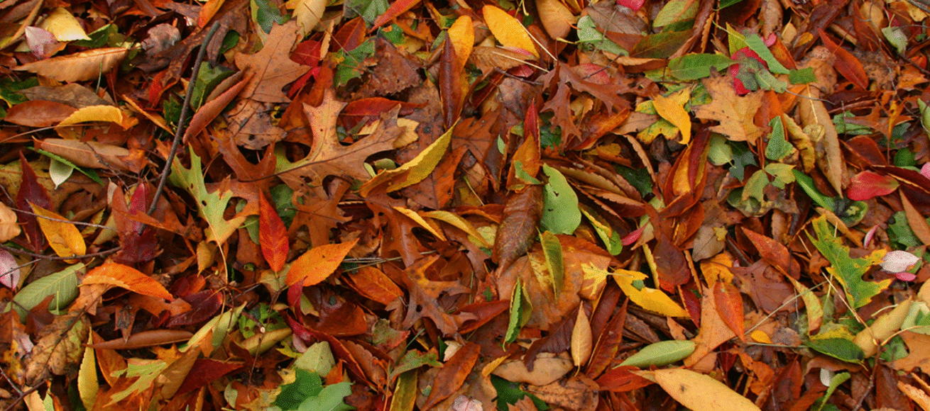 leaves, autumn garden, autumn garden prep, autumn planting, autumn pruning, UK gardens, house and garden, home and garden, property, home and property, home and living, property and lifestyle, homeowner, property owner, property maintenance tips, cleaning your roof, move to surrey, move to residential, move to london, move to west sussex, move to berkshire, residential advice, property advice, guildford, woking, elmbridge, twickenham, richmond, ealing, acton, guide to surrey, move to surrey, move to publications, move to residential publications, surrey, south west london, south downs, berkshire, ascot, sunninghill, DIY, home hacks, home improvements, renovate, home renovation, visit surrey,