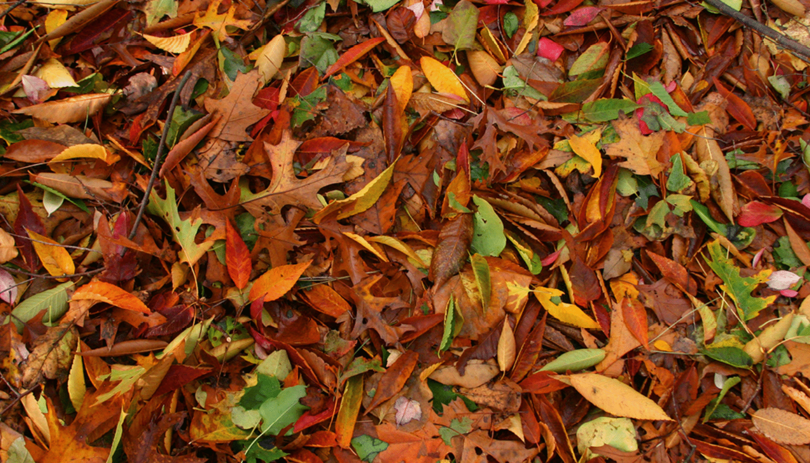 leaves, autumn garden, autumn garden prep, autumn planting, autumn pruning, UK gardens, house and garden, home and garden, property, home and property, home and living, property and lifestyle, homeowner, property owner, property maintenance tips, cleaning your roof, move to surrey, move to residential, move to london, move to west sussex, move to berkshire, residential advice, property advice, guildford, woking, elmbridge, twickenham, richmond, ealing, acton, guide to surrey, move to surrey, move to publications, move to residential publications, surrey, south west london, south downs, berkshire, ascot, sunninghill, DIY, home hacks, home improvements, renovate, home renovation, visit surrey,