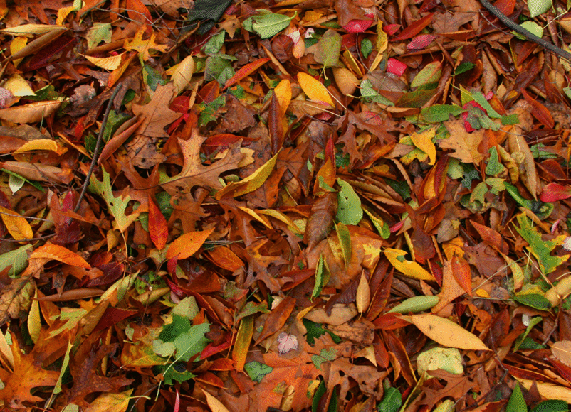 leaves, autumn garden, autumn garden prep, autumn planting, autumn pruning, UK gardens, house and garden, home and garden, property, home and property, home and living, property and lifestyle, homeowner, property owner, property maintenance tips, cleaning your roof, move to surrey, move to residential, move to london, move to west sussex, move to berkshire, residential advice, property advice, guildford, woking, elmbridge, twickenham, richmond, ealing, acton, guide to surrey, move to surrey, move to publications, move to residential publications, surrey, south west london, south downs, berkshire, ascot, sunninghill, DIY, home hacks, home improvements, renovate, home renovation, visit surrey,