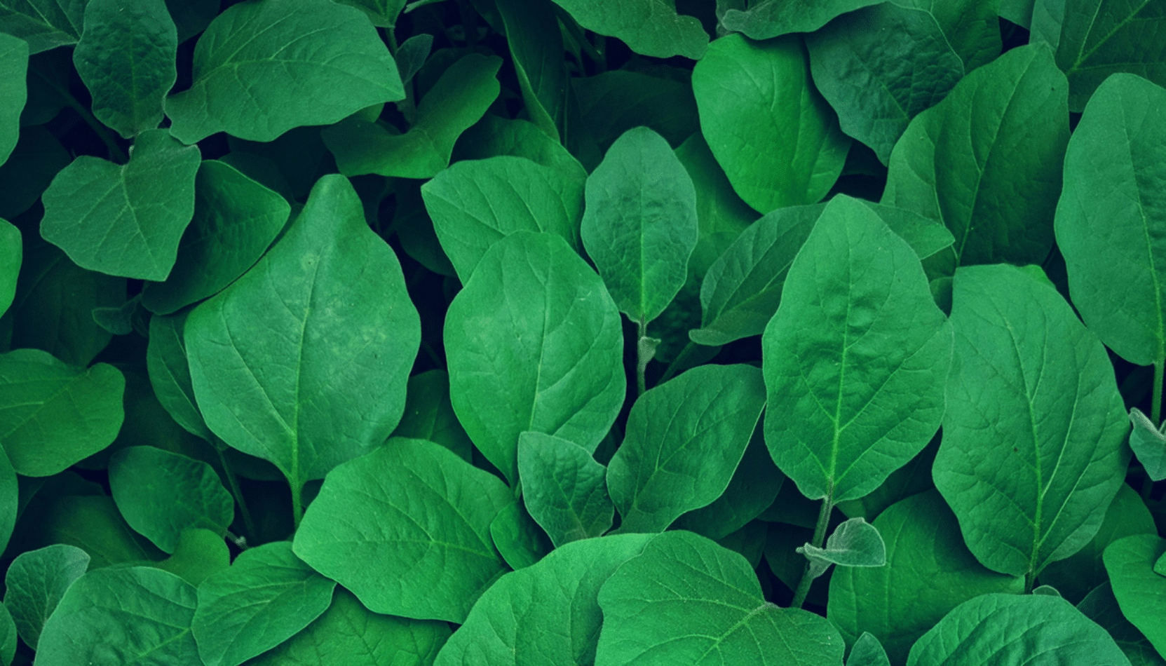 keep it green feature, eco-friendly, sustainable, cleaner air, rewilding, guide to sustainabilty, surrey, guildford, guide to eco-friendly events, september 2025, newspaper, residential advice, resident advice,