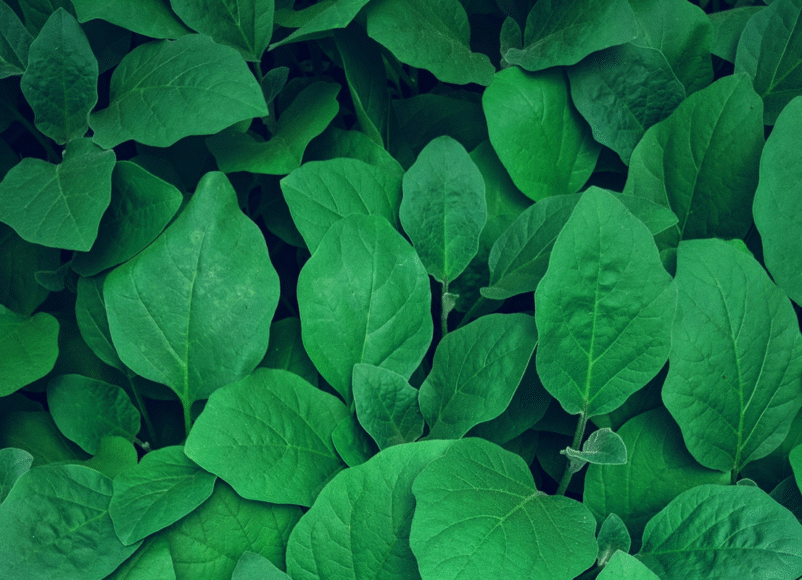 keep it green feature, eco-friendly, sustainable, cleaner air, rewilding, guide to sustainabilty, surrey, guildford, guide to eco-friendly events, september 2025, newspaper, residential advice, resident advice,