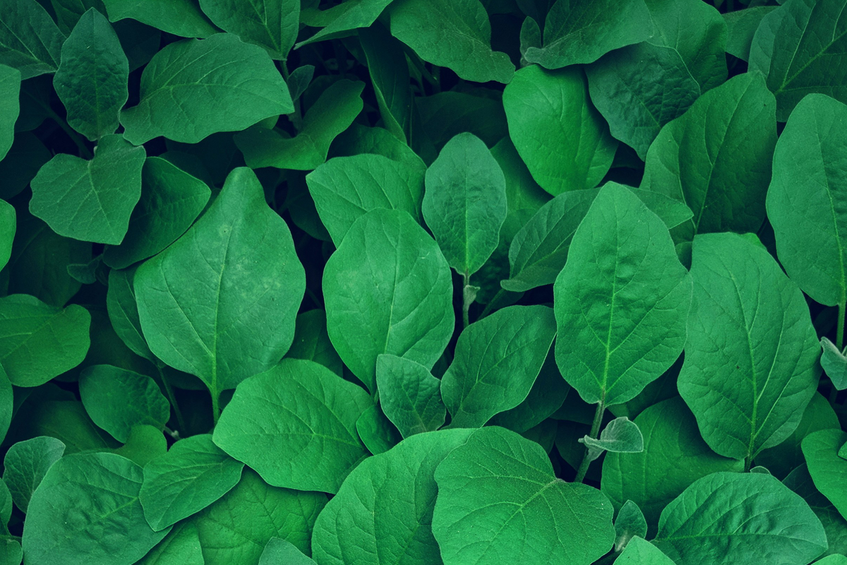 keep it green feature, eco-friendly, sustainable, cleaner air, rewilding, guide to sustainabilty, surrey, guildford, guide to eco-friendly events, september 2025, newspaper, residential advice, resident advice,