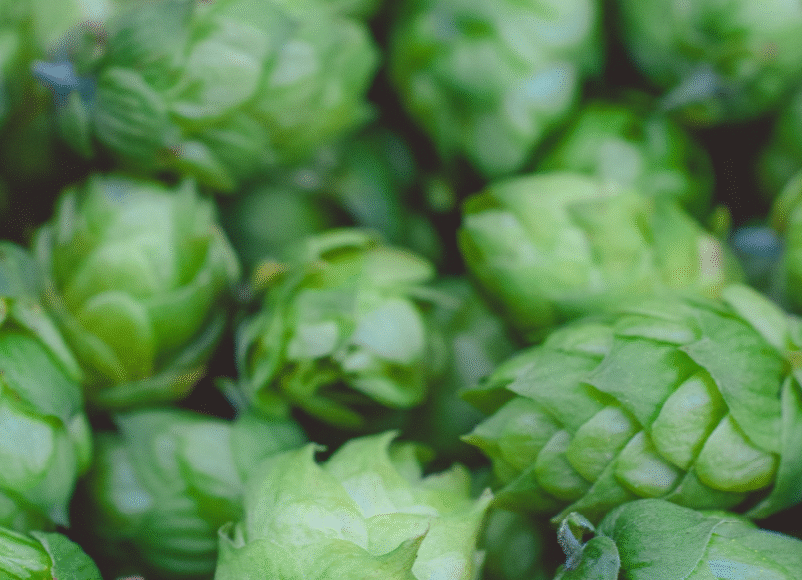 hops, hop harvest, autumn, seoptember, beer festival, hop harvest beer festival, farnhma, surrey, guide to surrey, guide to farnham, guide to whats on, whats on in surrey, september 2025, guide to going out, guide to food and drink, food and drink in surrey, food & drink in surrey.
