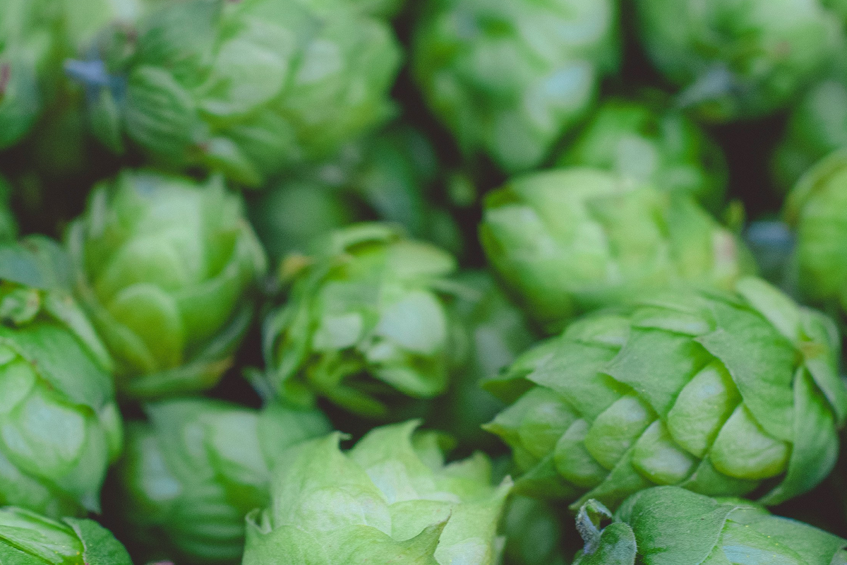 hops, hop harvest, autumn, seoptember, beer festival, hop harvest beer festival, farnhma, surrey, guide to surrey, guide to farnham, guide to whats on, whats on in surrey, september 2025, guide to going out, guide to food and drink, food and drink in surrey, food & drink in surrey.