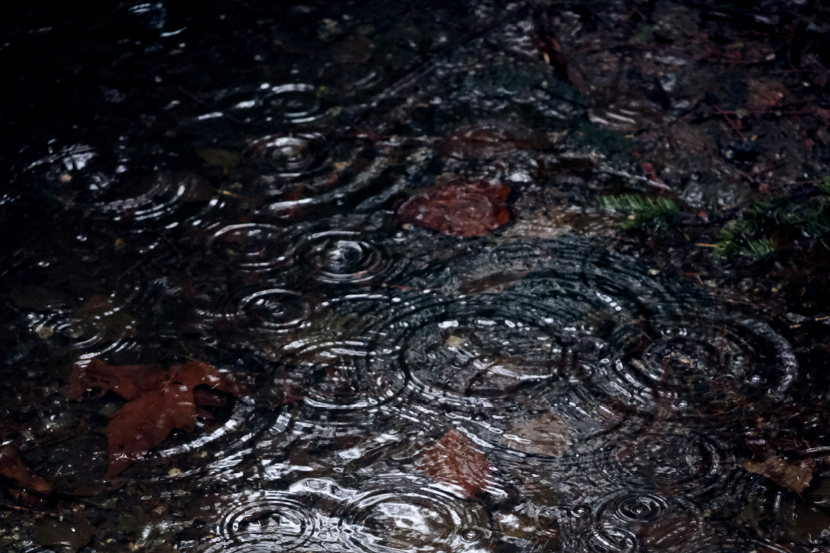 rainwater, is rainwater good for houseplants, raining, house and garden, home and garden, property, home and property, home and living, property and lifestyle, homeowner, property owner, property maintenance tips, cleaning your roof, move to surrey, move to residential, move to london, move to west sussex, move to berkshire, residential advice, property advice, guildford, woking, elmbridge, twickenham, richmond, ealing, acton, guide to surrey, move to surrey, move to publications, move to residential publications, surrey, south west london, south downs, berkshire, ascot, sunninghill, DIY, home hacks, home improvements, renovate, home renovation, visit surrey,