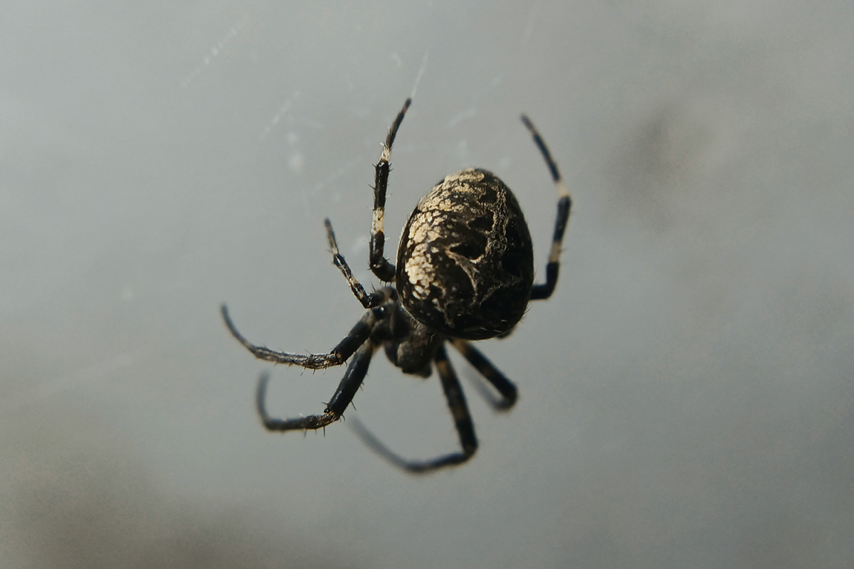 spider season, october, autumn, how to prevent spider from your home, house and garden, home and garden, property, home and property, home and living, property and lifestyle, homeowner, property owner, property maintenance tips, cleaning your roof, move to surrey, move to residential, move to london, move to west sussex, move to berkshire, residential advice, property advice, guildford, woking, elmbridge, twickenham, richmond, ealing, acton, guide to surrey, move to surrey, move to publications, move to residential publications, surrey, south west london, south downs, berkshire, ascot, sunninghill, DIY, home hacks, home improvements, renovate, home renovation, visit surrey,