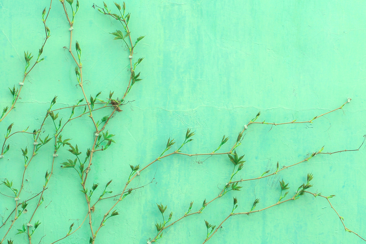 mint green, paint, mint green paint, bedroom paint, decrorating bedroom, redecorating, DIY, small bedroom, house and garden, home and garden, property, home and property, home and living, property and lifestyle, homeowner, property owner, property maintenance tips, cleaning your roof, move to surrey, move to residential, move to london, move to west sussex, move to berkshire, residential advice, property advice, guildford, woking, elmbridge, twickenham, richmond, ealing, acton, guide to surrey, move to surrey, move to publications, move to residential publications, surrey, south west london, south downs, berkshire, ascot, sunninghill, DIY, home hacks, home improvements, renovate, home renovation, visit surrey,