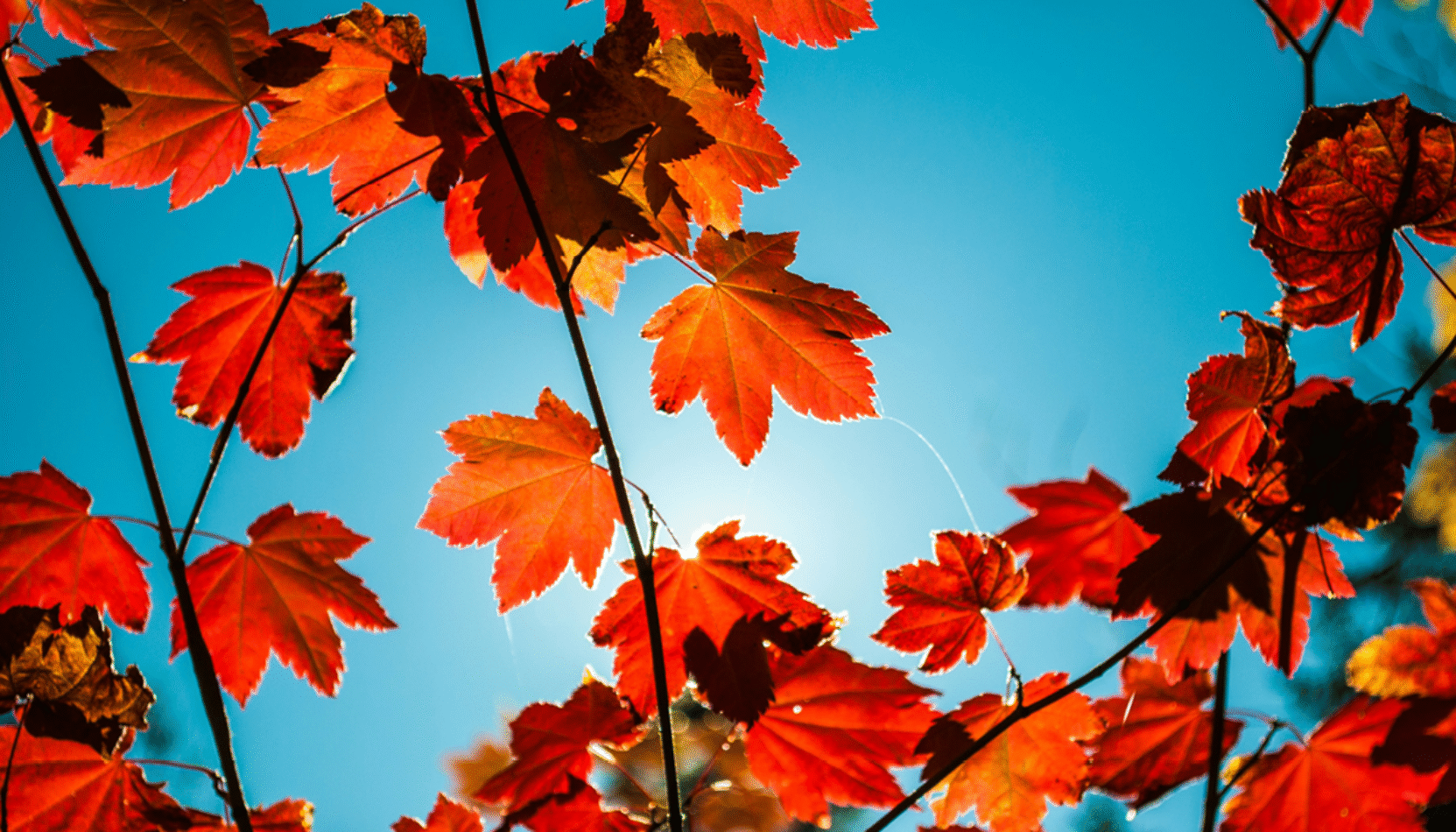 autumn leaves, home decor, how to use fallen autumn leaves in the home, house and garden, home and garden, property, home and property, home and living, property and lifestyle, homeowner, property owner, property maintenance tips, cleaning your roof, move to surrey, move to residential, move to london, move to west sussex, move to berkshire, residential advice, property advice, guildford, woking, elmbridge, twickenham, richmond, ealing, acton, guide to surrey, move to surrey, move to publications, move to residential publications, surrey, south west london, south downs, berkshire, ascot, sunninghill, DIY, home hacks, home improvements, renovate, home renovation, visit surrey,