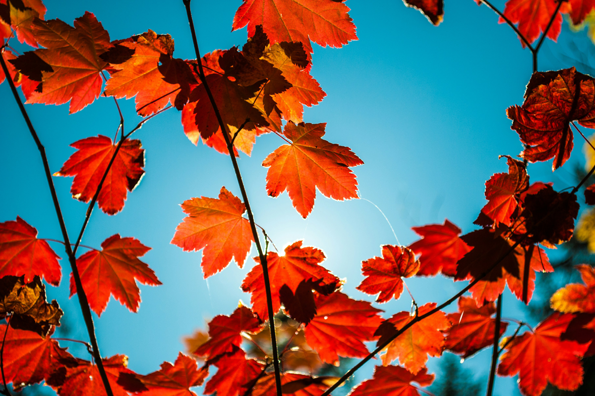 autumn leaves, home decor, how to use fallen autumn leaves in the home, house and garden, home and garden, property, home and property, home and living, property and lifestyle, homeowner, property owner, property maintenance tips, cleaning your roof, move to surrey, move to residential, move to london, move to west sussex, move to berkshire, residential advice, property advice, guildford, woking, elmbridge, twickenham, richmond, ealing, acton, guide to surrey, move to surrey, move to publications, move to residential publications, surrey, south west london, south downs, berkshire, ascot, sunninghill, DIY, home hacks, home improvements, renovate, home renovation, visit surrey,