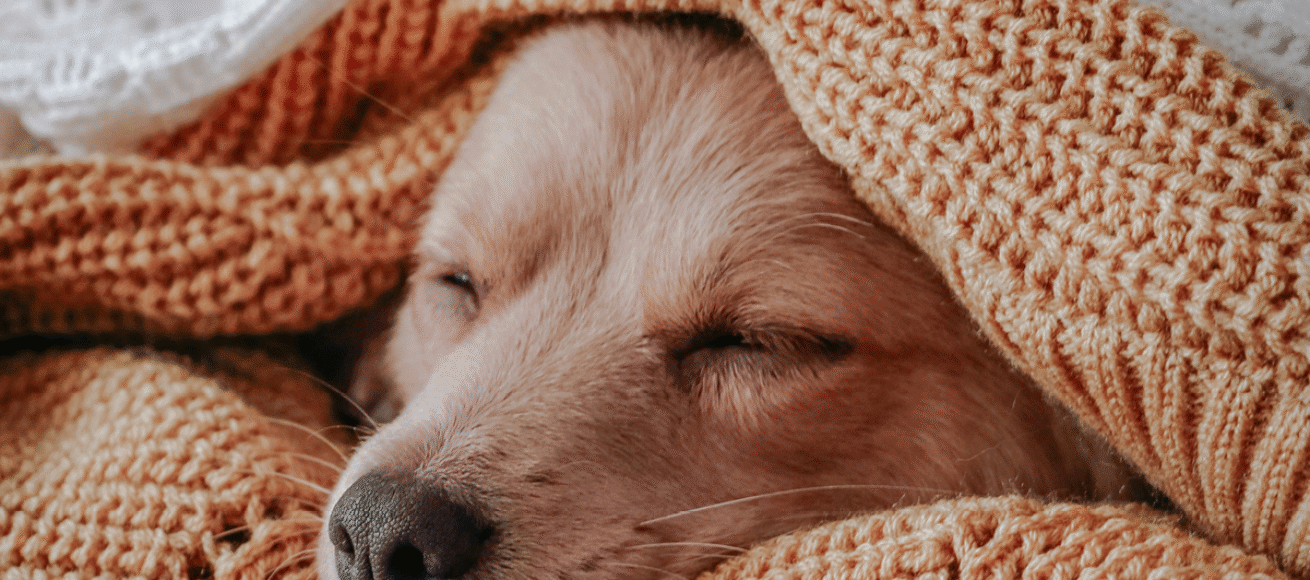 dog in blankets, stay warm this winter, budget friendly ideas for staying warm, keep cosy and carry on, winter, house and garden, home and garden, property, home and property, home and living, property and lifestyle, homeowner, property owner, property maintenance tips, cleaning your roof, move to surrey, move to residential, move to london, move to west sussex, move to berkshire, residential advice, property advice, guildford, woking, elmbridge, twickenham, richmond, ealing, acton, guide to surrey, move to surrey, move to publications, move to residential publications, surrey, south west london, south downs, berkshire, ascot, sunninghill, DIY, home hacks, home improvements, renovate, home renovation, visit surrey,