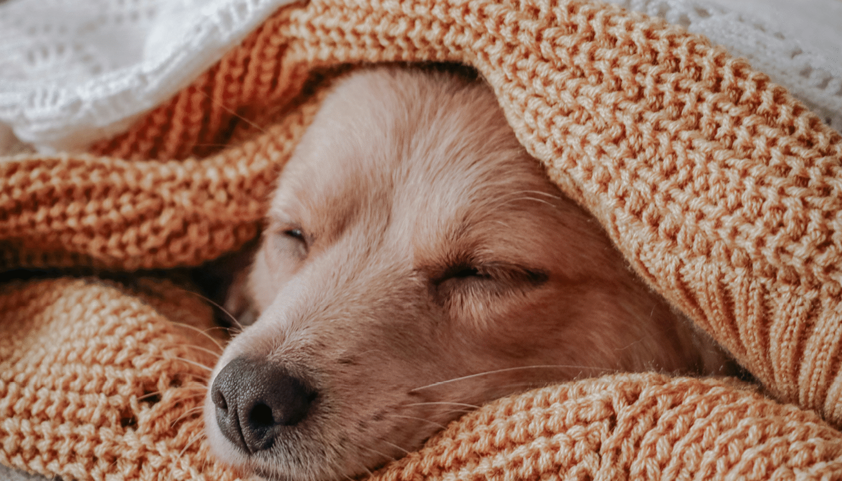 dog in blankets, stay warm this winter, budget friendly ideas for staying warm, keep cosy and carry on, winter, house and garden, home and garden, property, home and property, home and living, property and lifestyle, homeowner, property owner, property maintenance tips, cleaning your roof, move to surrey, move to residential, move to london, move to west sussex, move to berkshire, residential advice, property advice, guildford, woking, elmbridge, twickenham, richmond, ealing, acton, guide to surrey, move to surrey, move to publications, move to residential publications, surrey, south west london, south downs, berkshire, ascot, sunninghill, DIY, home hacks, home improvements, renovate, home renovation, visit surrey,