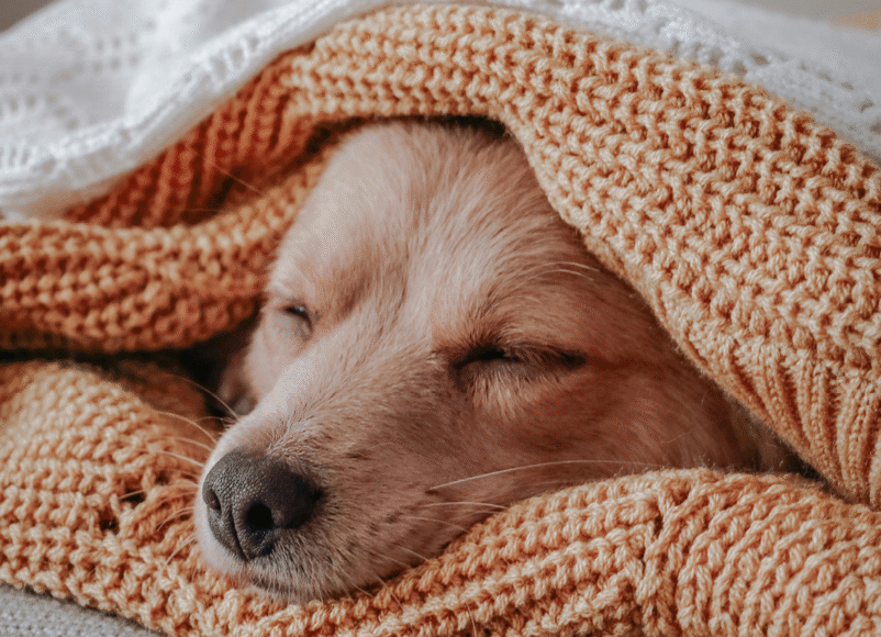 dog in blankets, stay warm this winter, budget friendly ideas for staying warm, keep cosy and carry on, winter, house and garden, home and garden, property, home and property, home and living, property and lifestyle, homeowner, property owner, property maintenance tips, cleaning your roof, move to surrey, move to residential, move to london, move to west sussex, move to berkshire, residential advice, property advice, guildford, woking, elmbridge, twickenham, richmond, ealing, acton, guide to surrey, move to surrey, move to publications, move to residential publications, surrey, south west london, south downs, berkshire, ascot, sunninghill, DIY, home hacks, home improvements, renovate, home renovation, visit surrey,