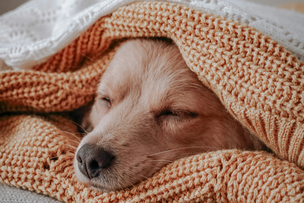 dog in blankets, stay warm this winter, budget friendly ideas for staying warm, keep cosy and carry on, winter, house and garden, home and garden, property, home and property, home and living, property and lifestyle, homeowner, property owner, property maintenance tips, cleaning your roof, move to surrey, move to residential, move to london, move to west sussex, move to berkshire, residential advice, property advice, guildford, woking, elmbridge, twickenham, richmond, ealing, acton, guide to surrey, move to surrey, move to publications, move to residential publications, surrey, south west london, south downs, berkshire, ascot, sunninghill, DIY, home hacks, home improvements, renovate, home renovation, visit surrey,