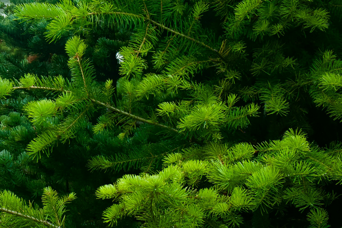 keep it green feature, eco-friendly, sustainable, cleaner air, rewilding, guide to sustainabilty, surrey, guildford, guide to eco-friendly events, NOVEMBER 2025, newspaper, residential advice, resident advice,