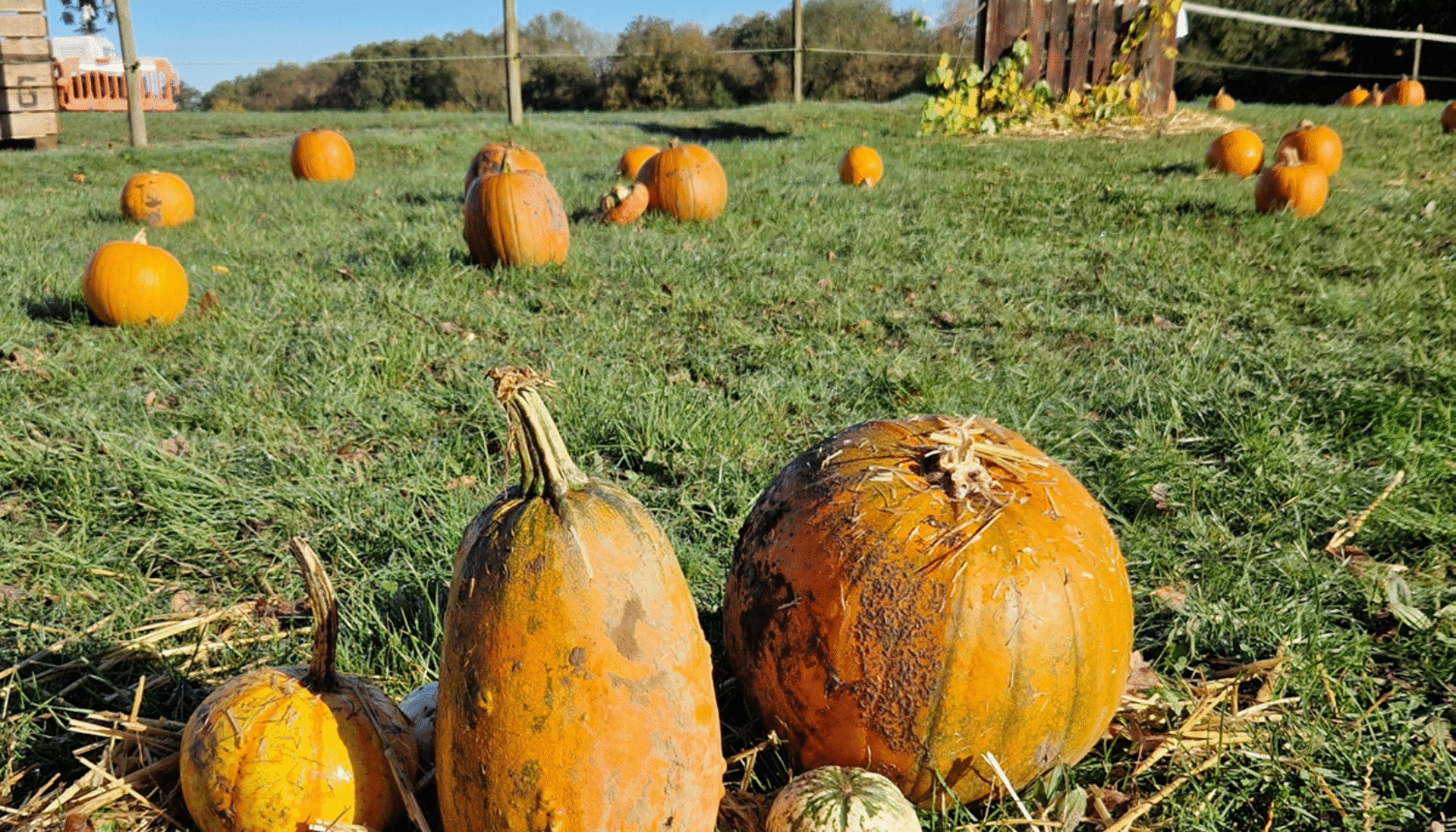pumpkin picking, merrist wood, activate learning, worplesdon, guildford, surrey, october 2025, half temr, october half term, family events, best family days out, halloween, whats on this halloween in surrey, visit surrey, guide to surrey, guide to whats on, guide to whats on in surrey,