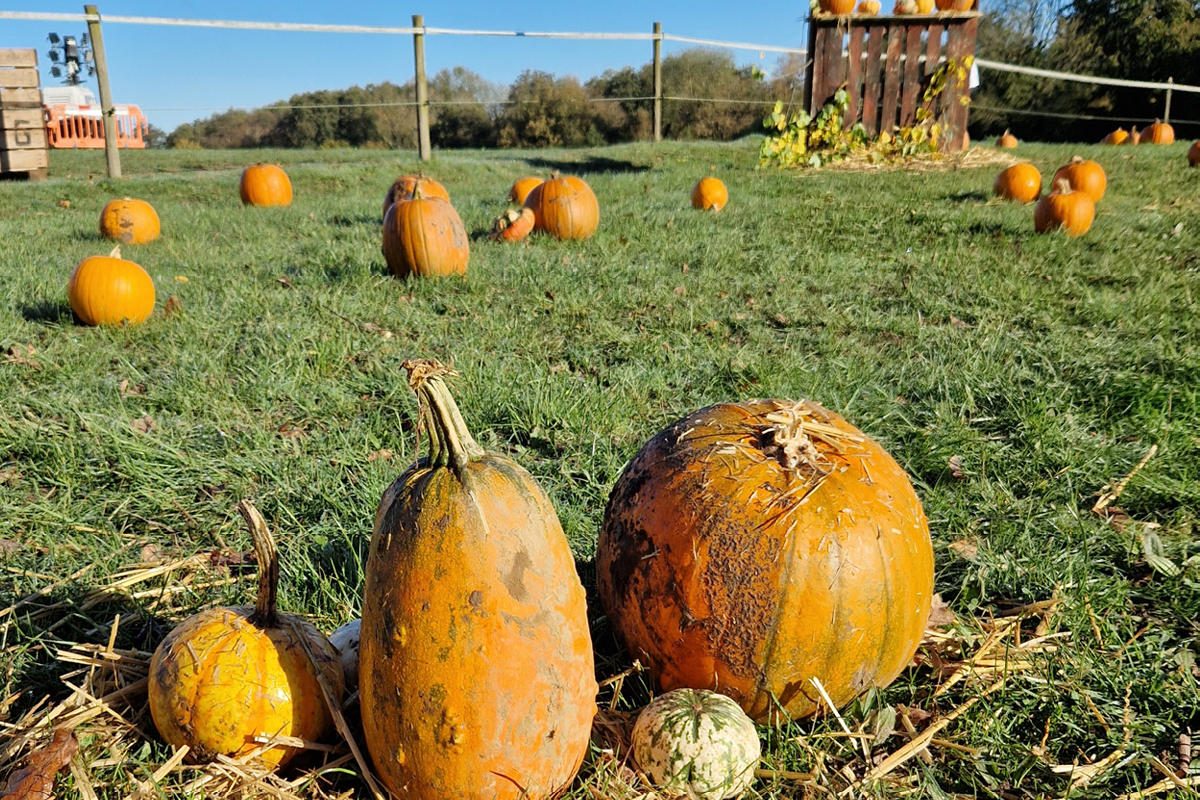 pumpkin picking, merrist wood, activate learning, worplesdon, guildford, surrey, october 2025, half temr, october half term, family events, best family days out, halloween, whats on this halloween in surrey, visit surrey, guide to surrey, guide to whats on, guide to whats on in surrey,