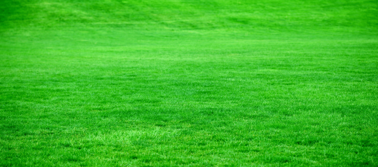 eco-friendly events in surrey, eco friendly, sustainability, carbon footprint, surrey, conservation, keep it green, community, surreymmunity, guide to whats on, guide to events in surrey this January