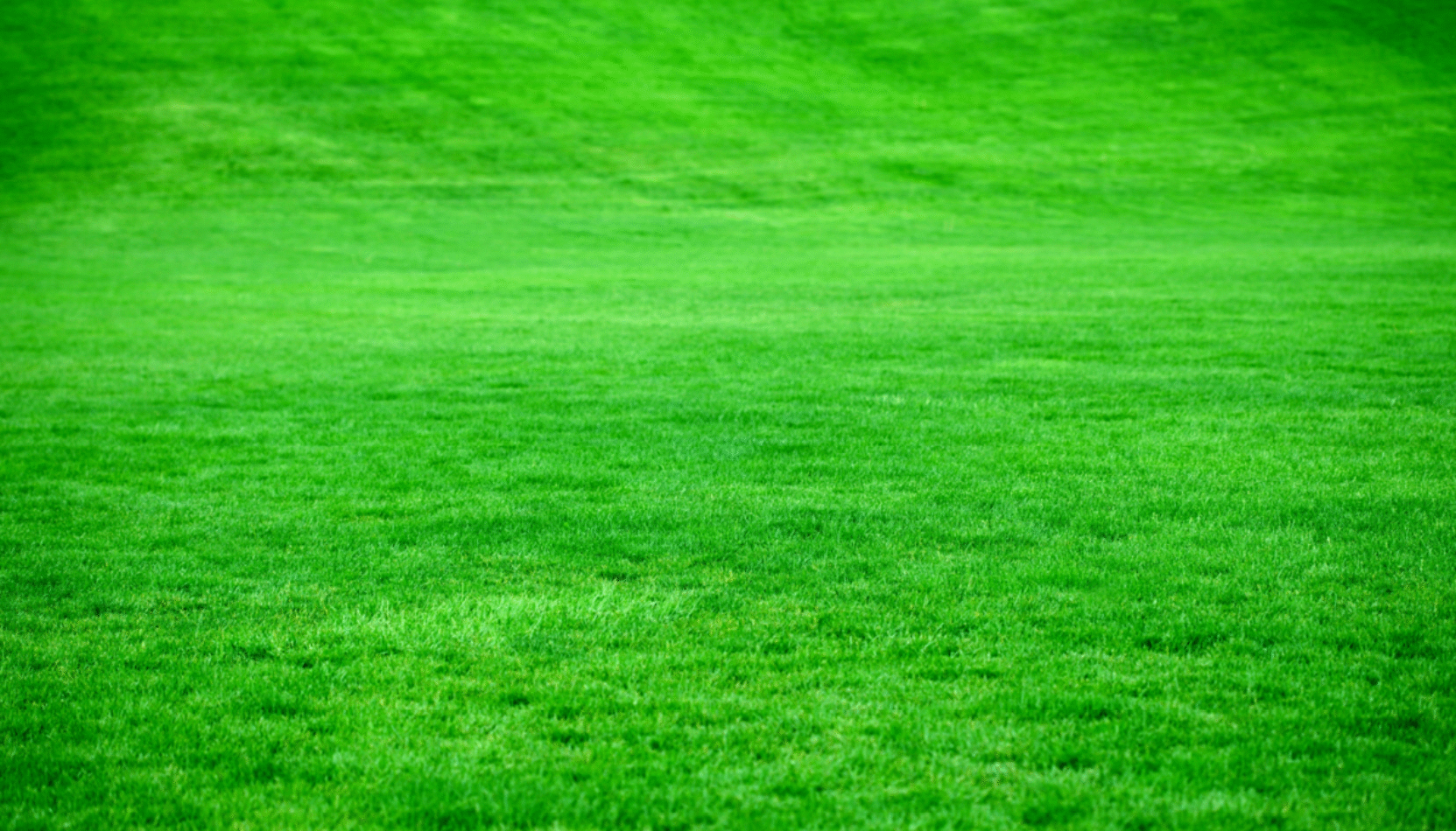 eco-friendly events in surrey, eco friendly, sustainability, carbon footprint, surrey, conservation, keep it green, community, surreymmunity, guide to whats on, guide to events in surrey this January